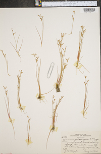 Juncus pelocarpus image